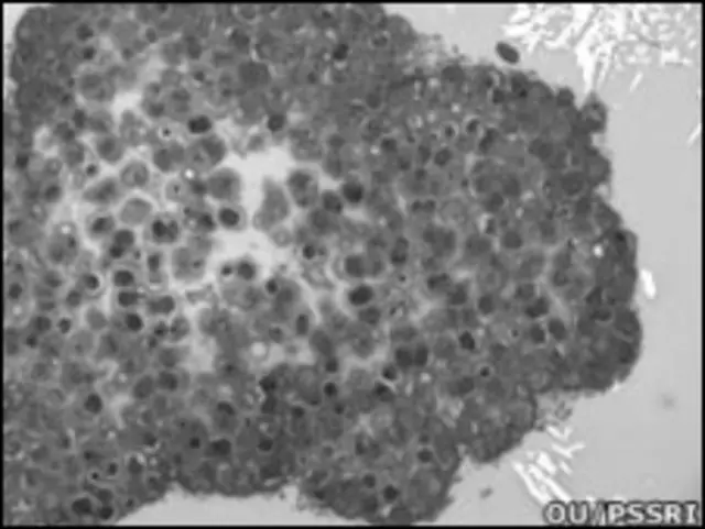 колония микробов, вернувшихся из космоса
