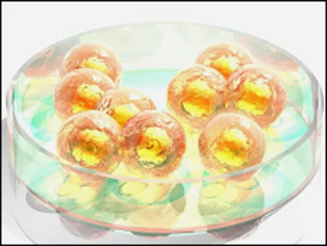 Стволовые клетки