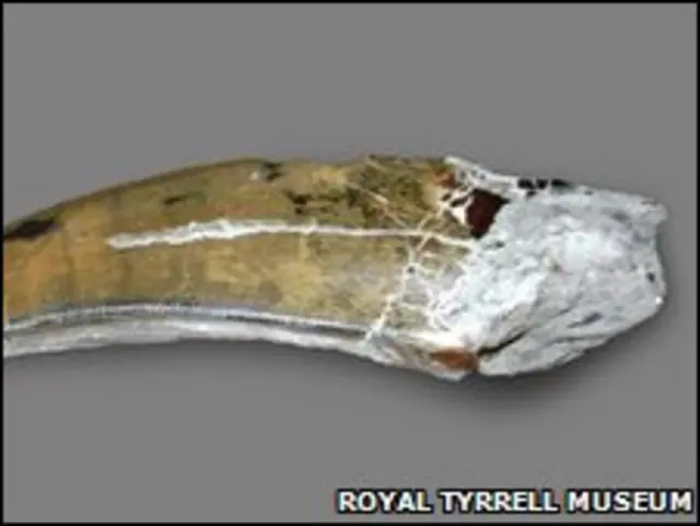 البرٹوسوروس