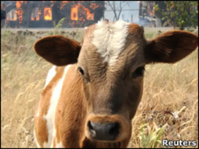 Корова в России