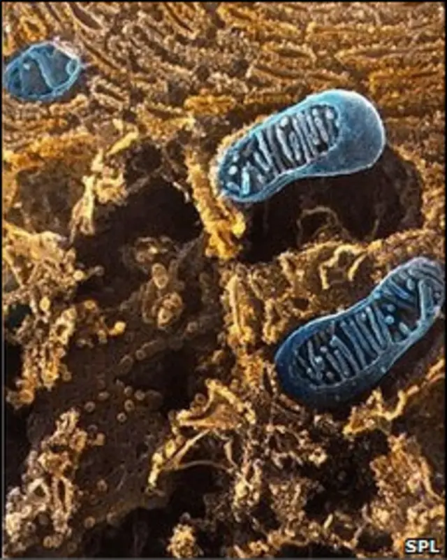 митохондрии в клетке