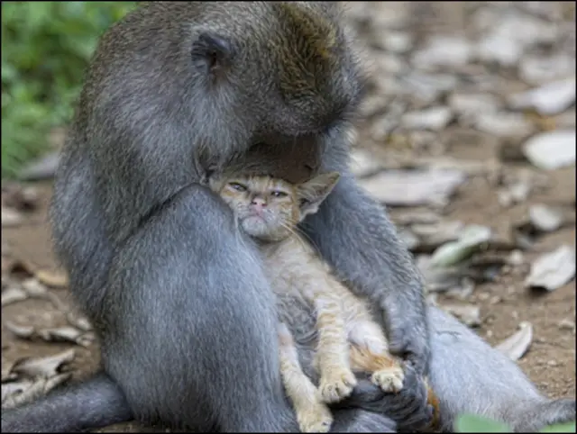 Macaco e gato. Foto: Anne Young/solent