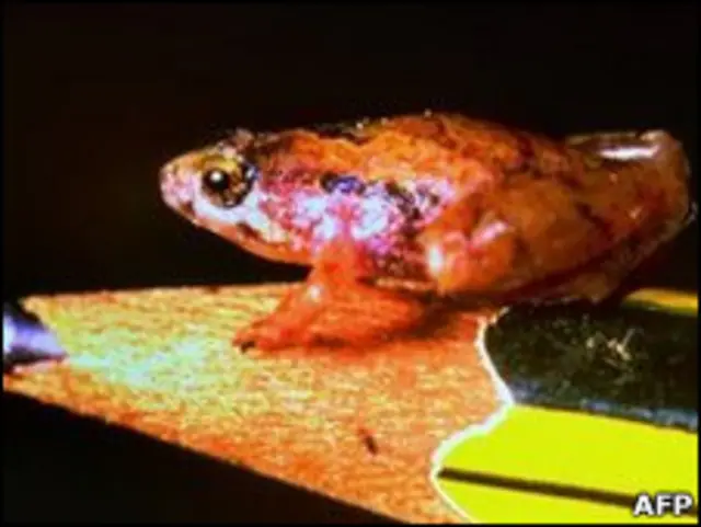 Katak Microhyla Nepenthicola