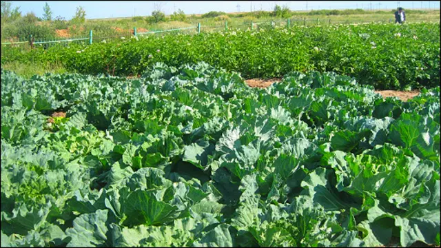 Янги ирригацион технологиялар ўз мевасини бермоқда