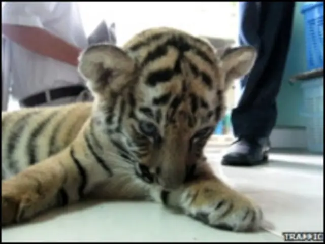 Si bayi harimau disamarkan di antara setumpuk boneka harimau 