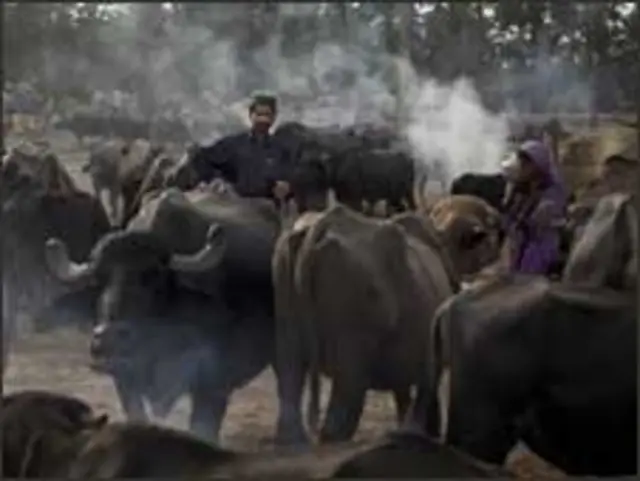 दुधारु पशु 