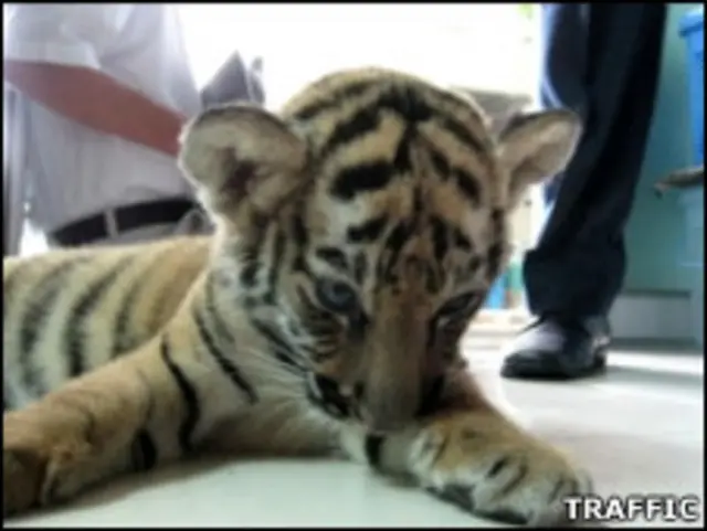 ببر دوماهه در فرودگاه تایلن