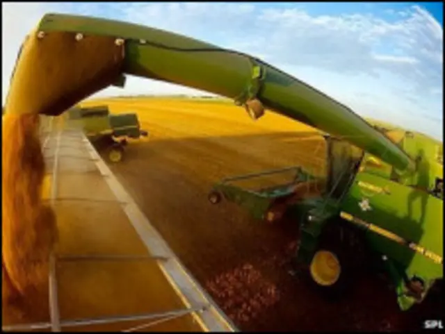 Пшеница сыпется из комбайна 