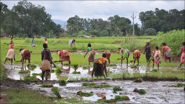 नियमगिरी में खेती
