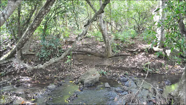 नियमगिरी का पर्यावरण