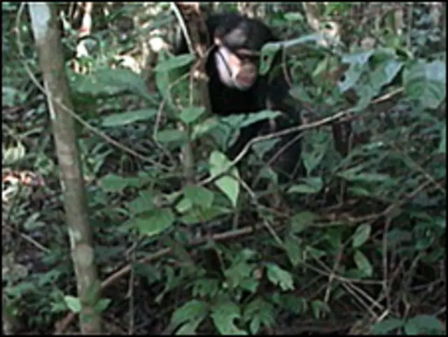 Chimpanzés na Guiné