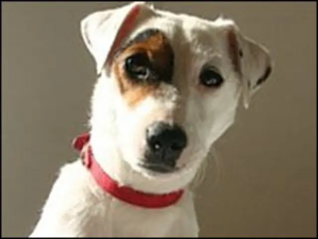 Джек Расселл Лола 