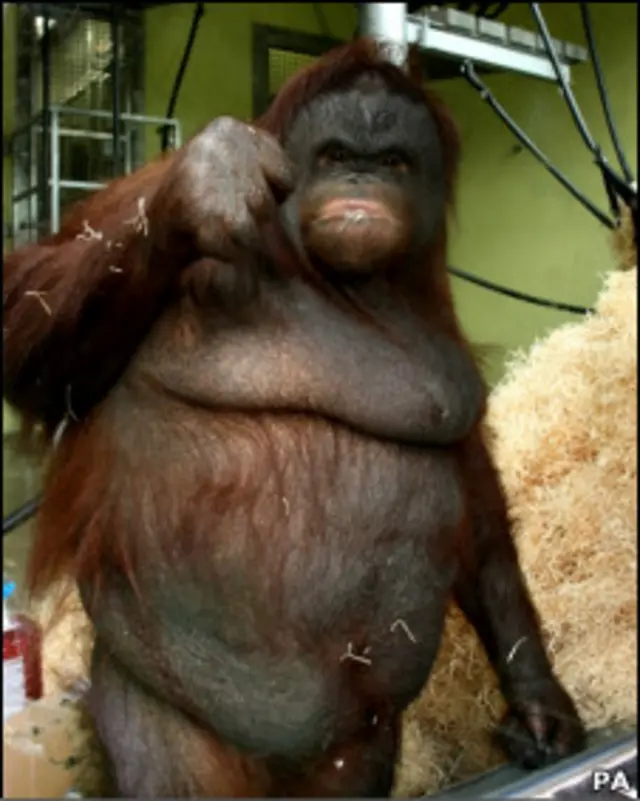 Oshine ( Foto: Monkey World Ape Rescue Centre