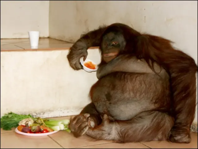 Oshine ( Foto: Monkey World Ape Rescue Centre