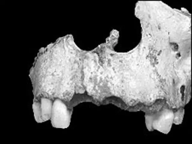 Calavera. Foto cortesía Iphes.