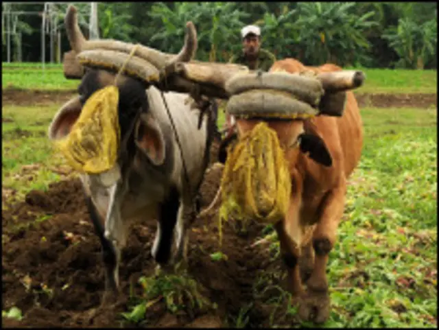  Agro en Cuba (Foto: Raquel Pérez)