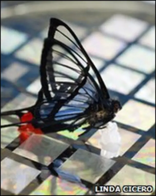 सेंसरों के ऊपर एक तितली