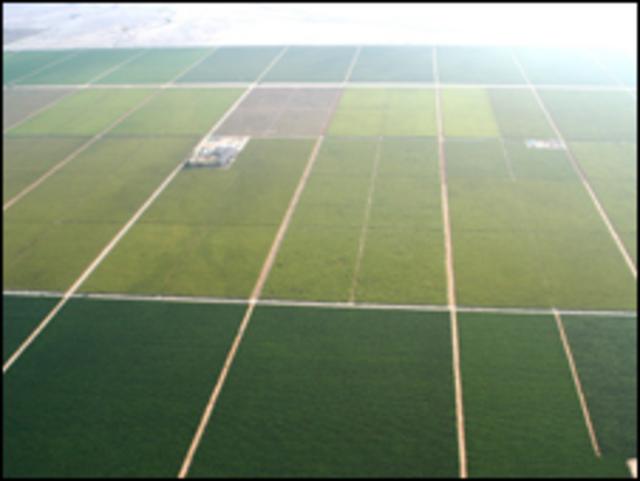 Campo de cultivo de espárragos “La Catalina”, de la empresa agro exportadora Agrokasa.  