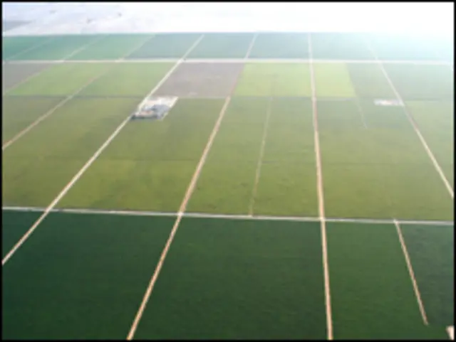 Campo de cultivo de espárragos “La Catalina”, de la empresa agro exportadora Agrokasa.  