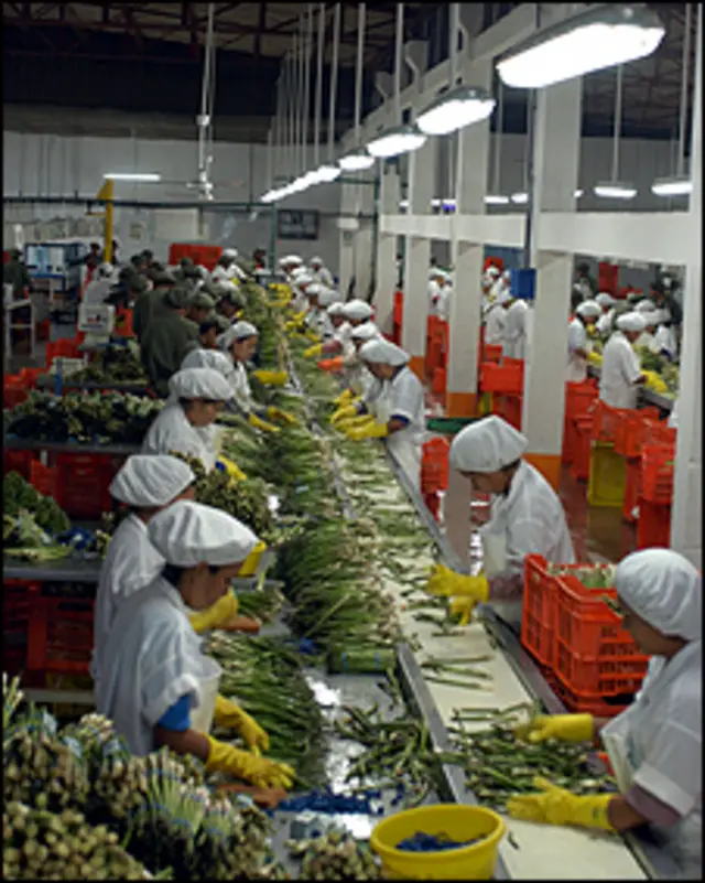 Trabajadores de Ica seleccionando el producto (Crédito: Agrokasa).