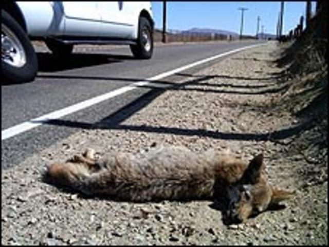 Coyote muerto
