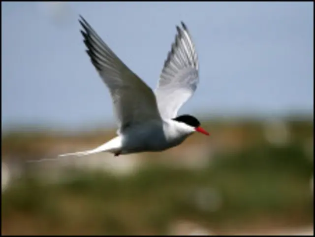 Полярная крачка