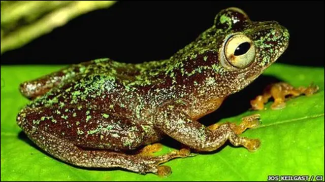katak
