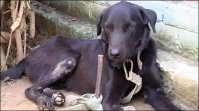 'दलित' शेरू