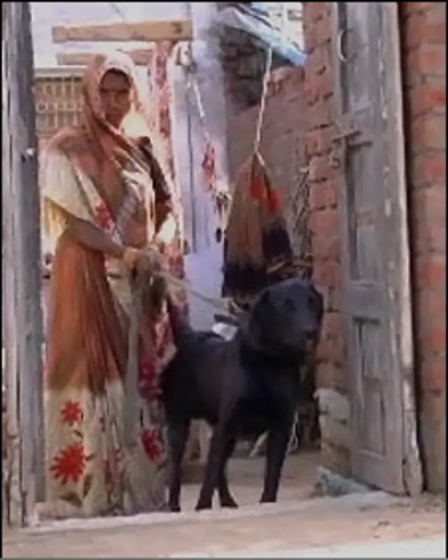 کتا دلت خاتون کے ساتھ