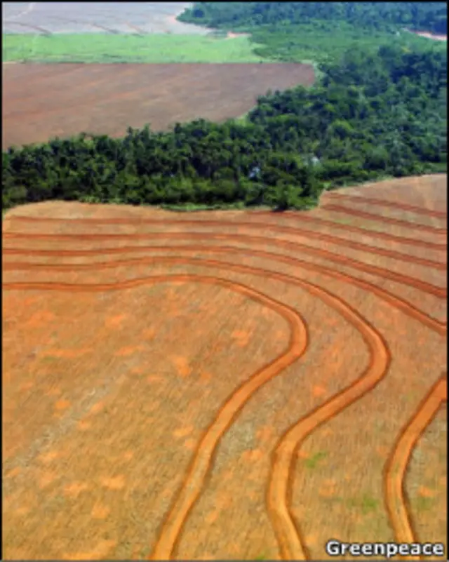 Desmatamento para exploração agrícola na Amazônia (Greenpeace / arquivo)