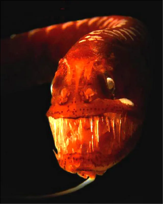 Dragón negro (Foto: Universidad Austral de Chile)