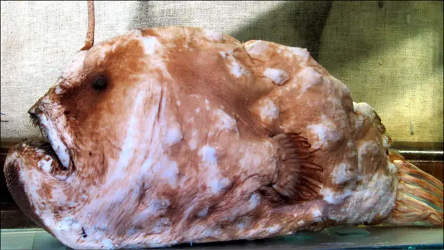 Pez Rape (Foto: Universidad Austral de Chile)