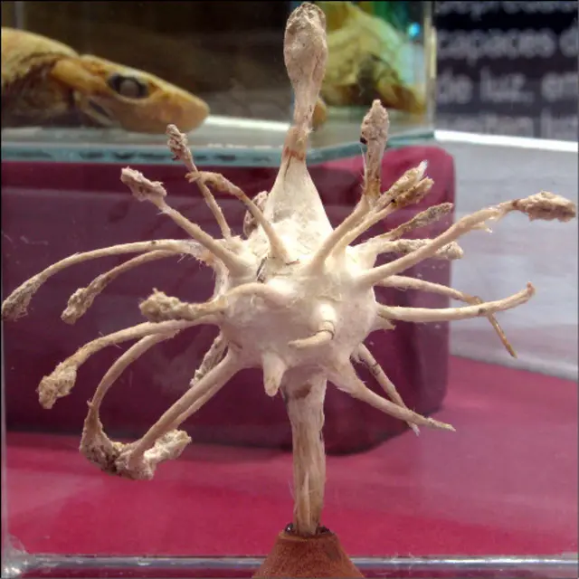 Esponjas carnívoras (Foto: Universidad Austral de Chile)