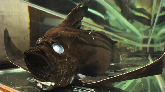 Quimera Fantasma negro (Foto: Universidad Austral de Chile)