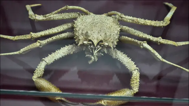 Araña gigante (Foto: Universidad Austral de Chile)