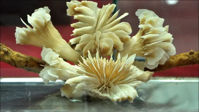 Nuevas esponjas (Foto: Universidad Austral de Chile)