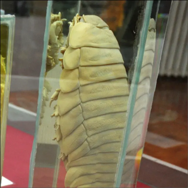 Chanchito gigante (Foto: Universidad Austral de Chile)
