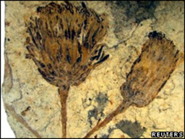 Fósil hallado en la Patagonia