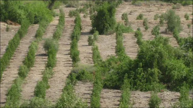 موئن جو دڑو کو سیم سے خطرہ ہے اور یونیسکو نے یہ خصوصی درخت لگائے ہیں جن کی خوبی سیم کا پانی چوسنا بتایا جاتا ہے۔