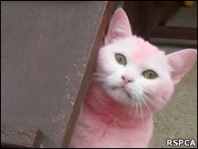 Gato cor de rosa