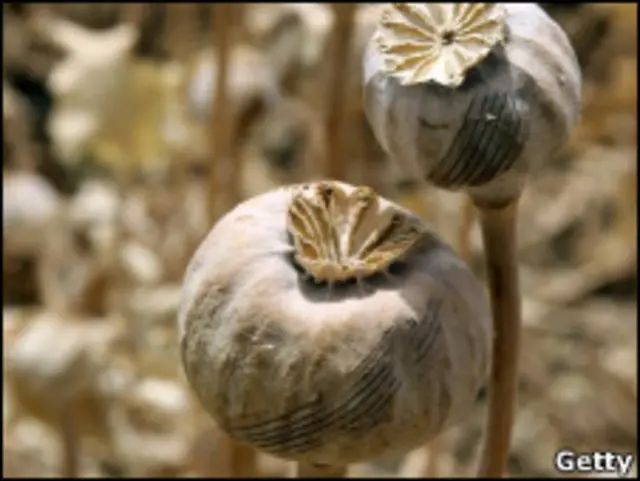 افغانستان میں پوست کی زیادہ تر کاشت جنوبی اور مغربی صوبوں میں ہوتی ہے