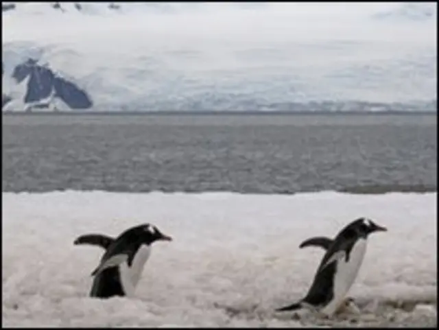  penguin di Antartika