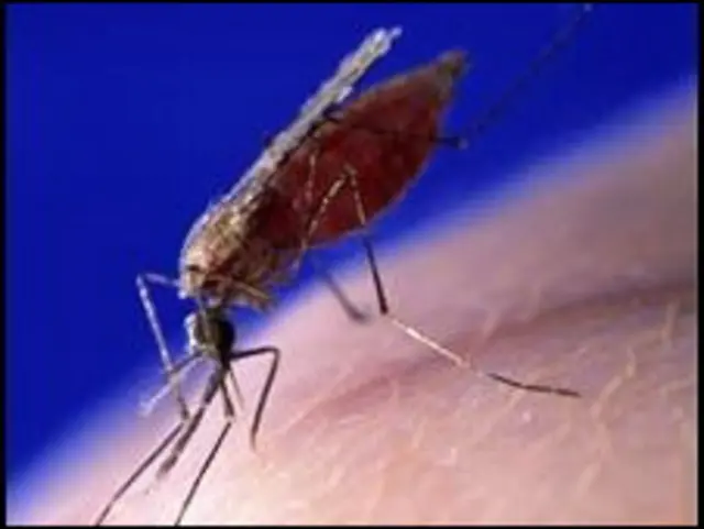 ম্যালেরিয়ার জন্যে দায়ী মশা
