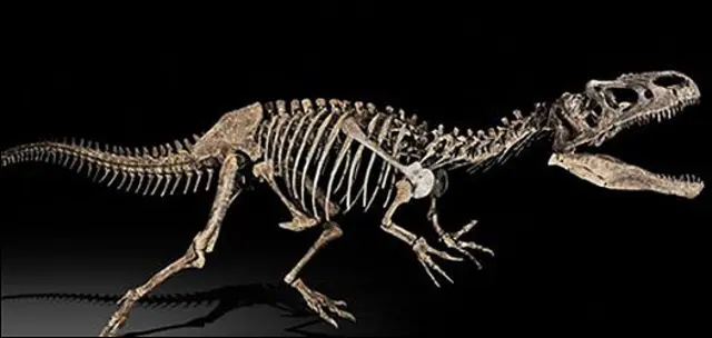 esqueleto de tiranosaurio