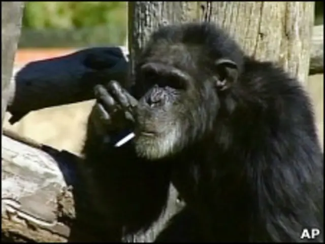 Курящий шимпанзе