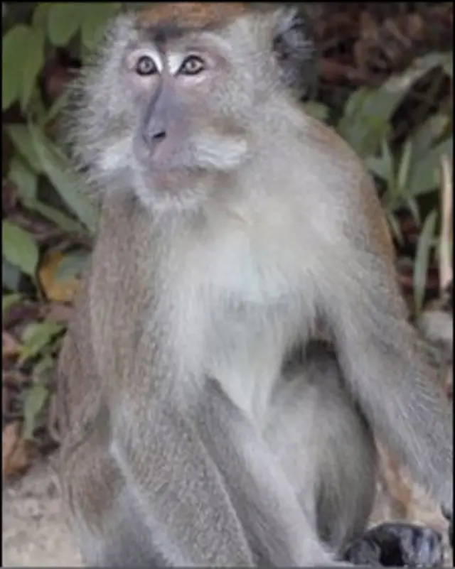 Macaco na Malásia