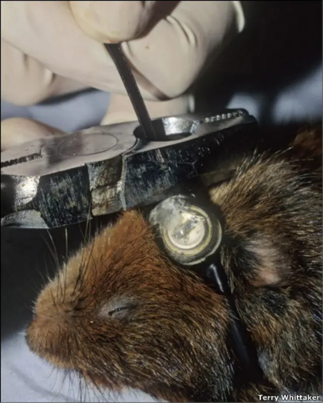 British Wildlife Photography Awards