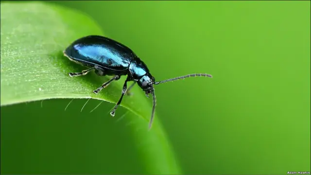 British Wildlife Photography Awards
