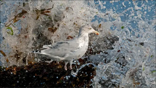 British Wildlife Photography Awards