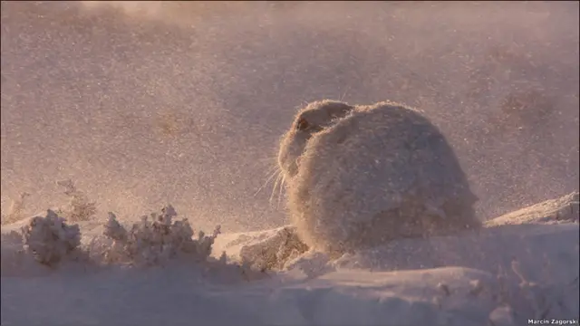 British Wildlife Photography Awards